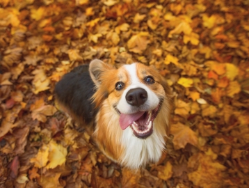 A happy dog sitting in a pile of leaves